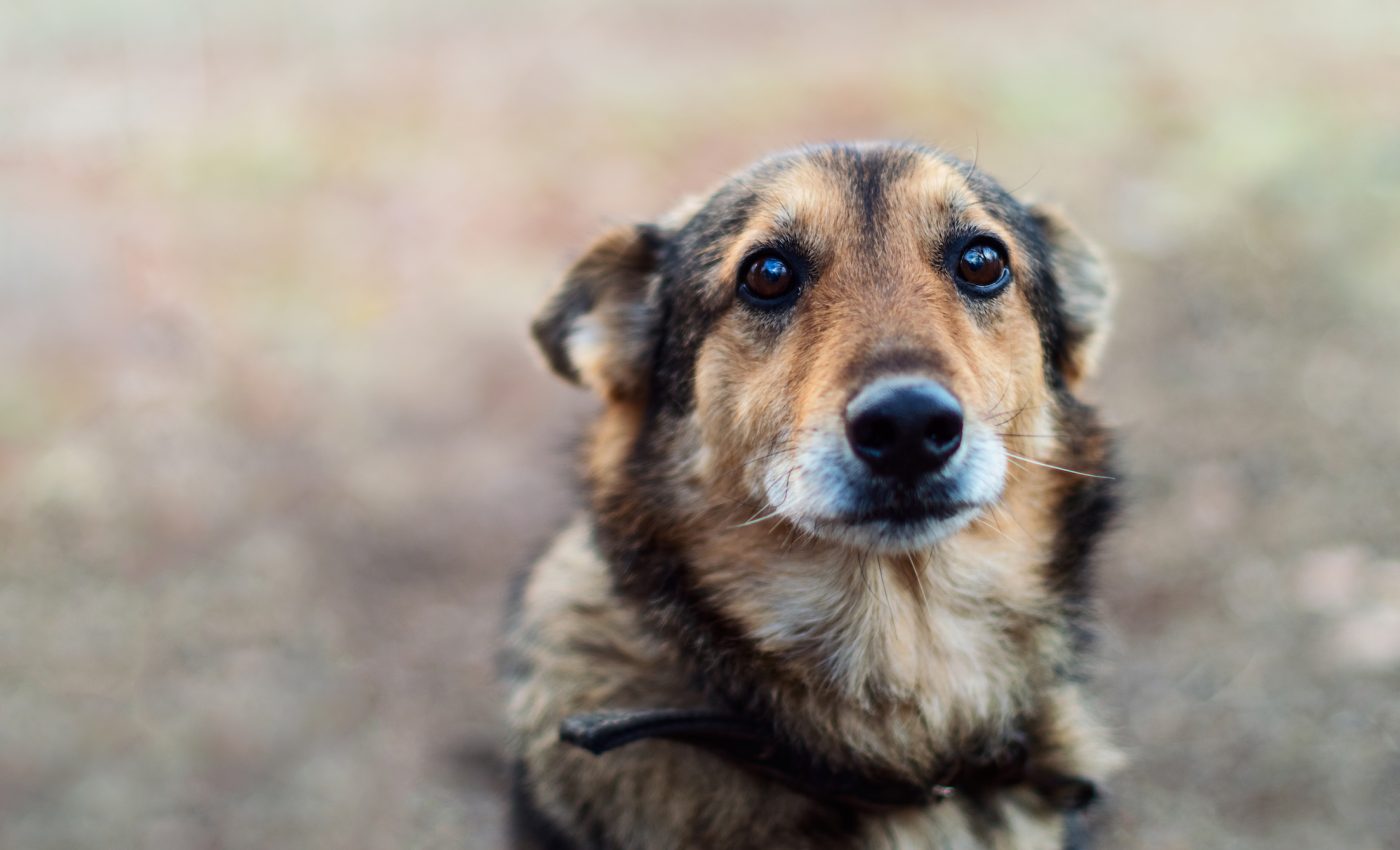 Animal cruelty linked to other violent crimes and behavior