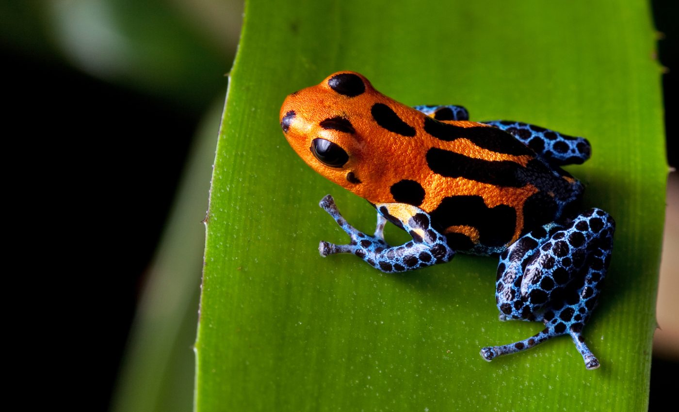 Machine learning will make it easier to identify threatened species