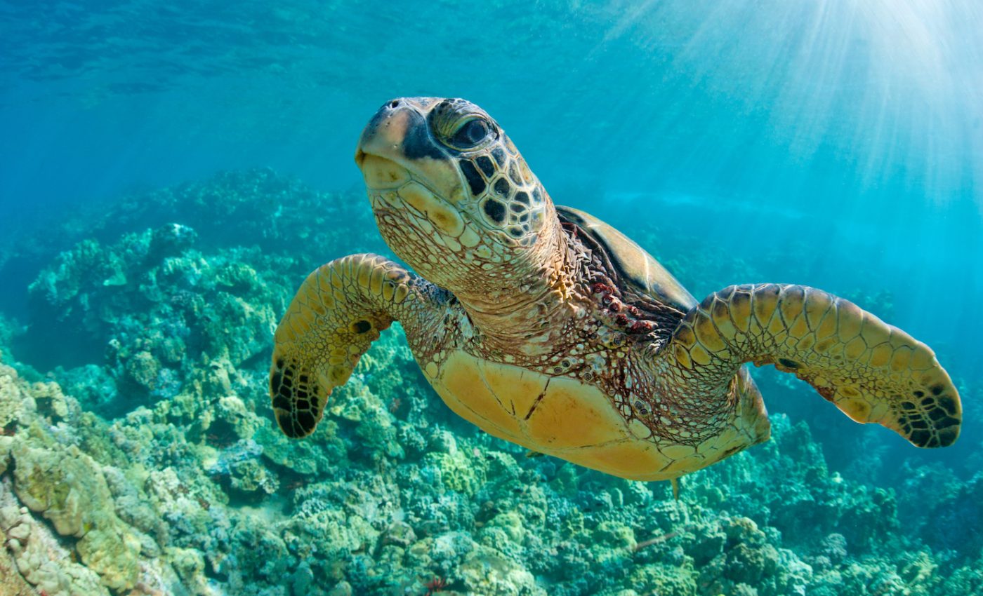 Microplastics found in the guts of every sea turtle species