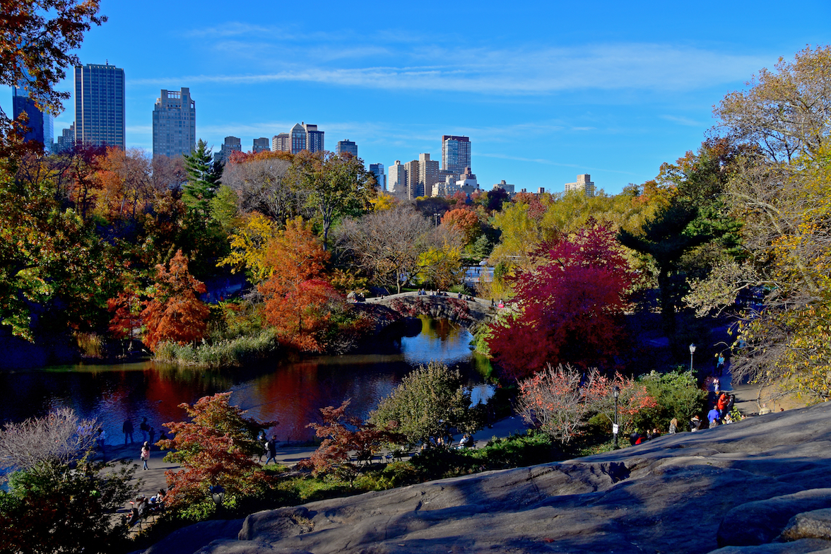 New York City is still highly populated with native tree species