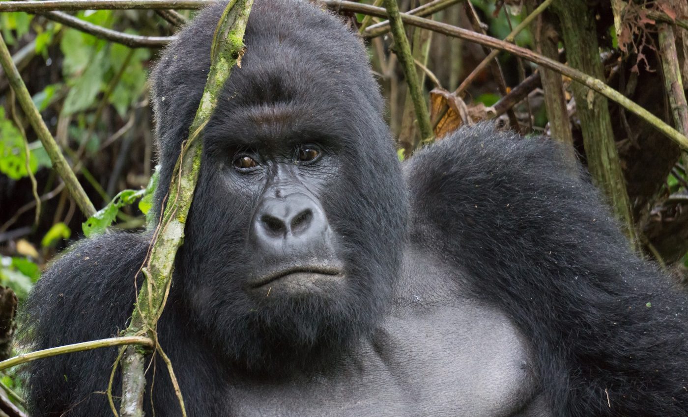 Recycling old mobile phones can help save endangered gorillas