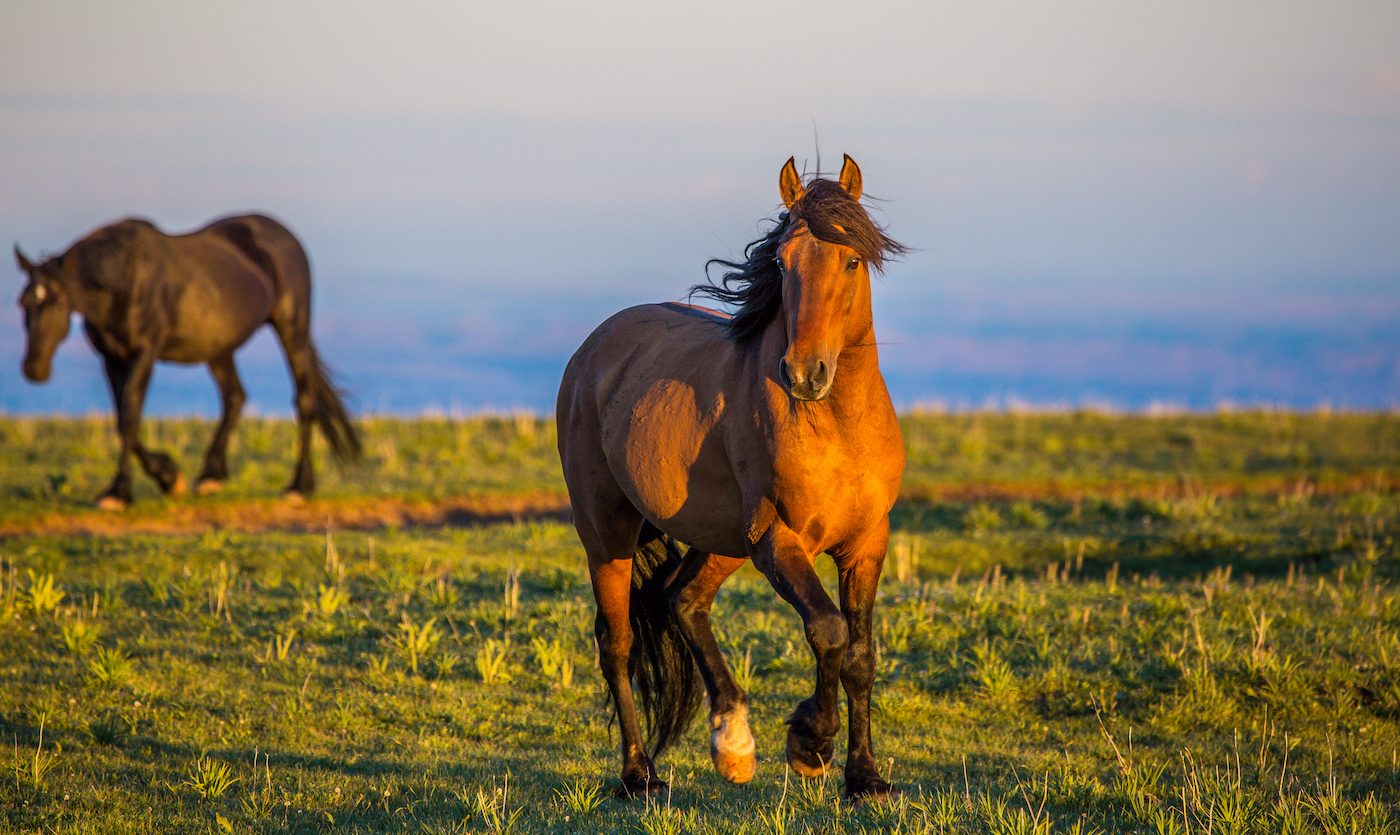 Bureau of Land Management backs out of plan to sterilize wild horses