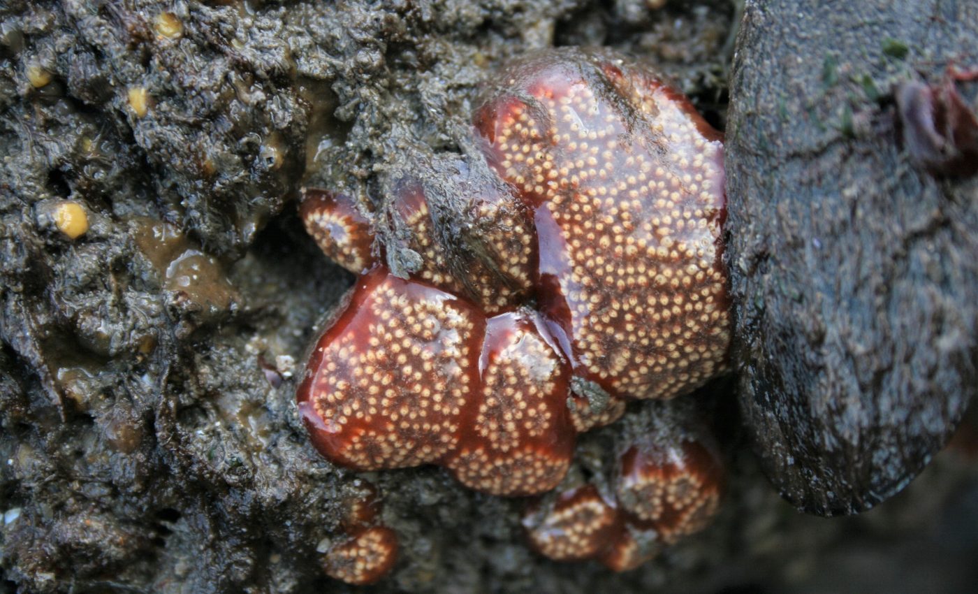 Lowly sea creature sheds light on the evolution of human blood