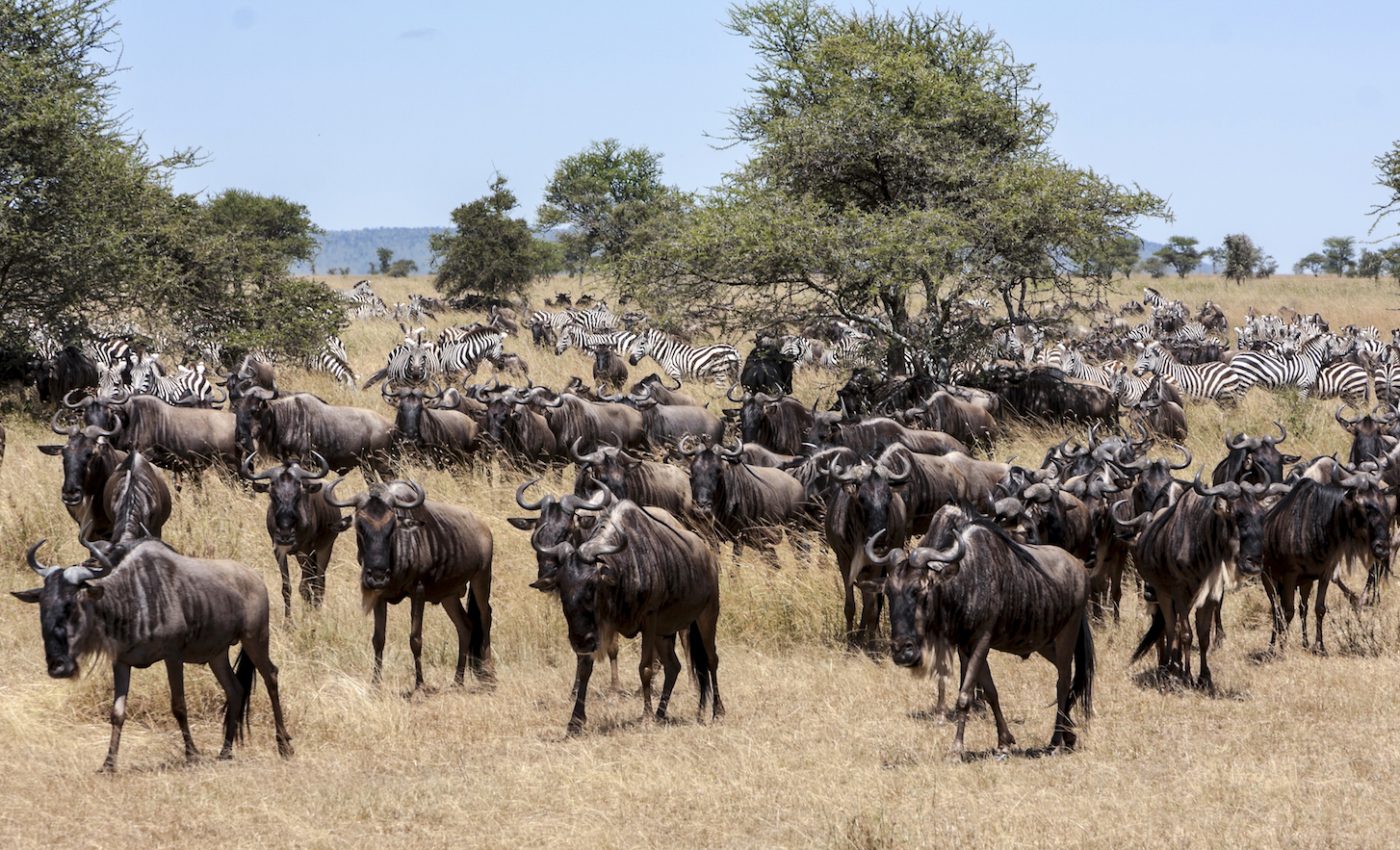 Animals impact an ecosystem’s ability to store carbon