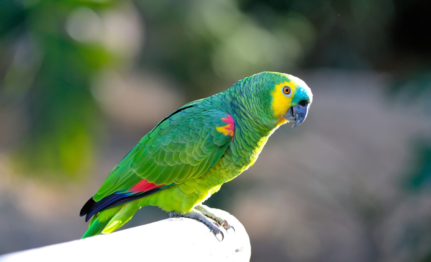 New insight into the cognitive ability and longevity of parrots