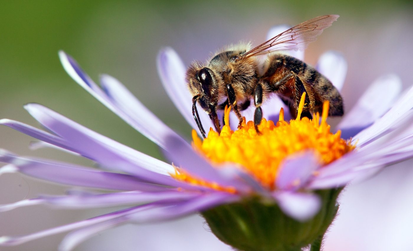 World’s first vaccine for bees could save colony declines