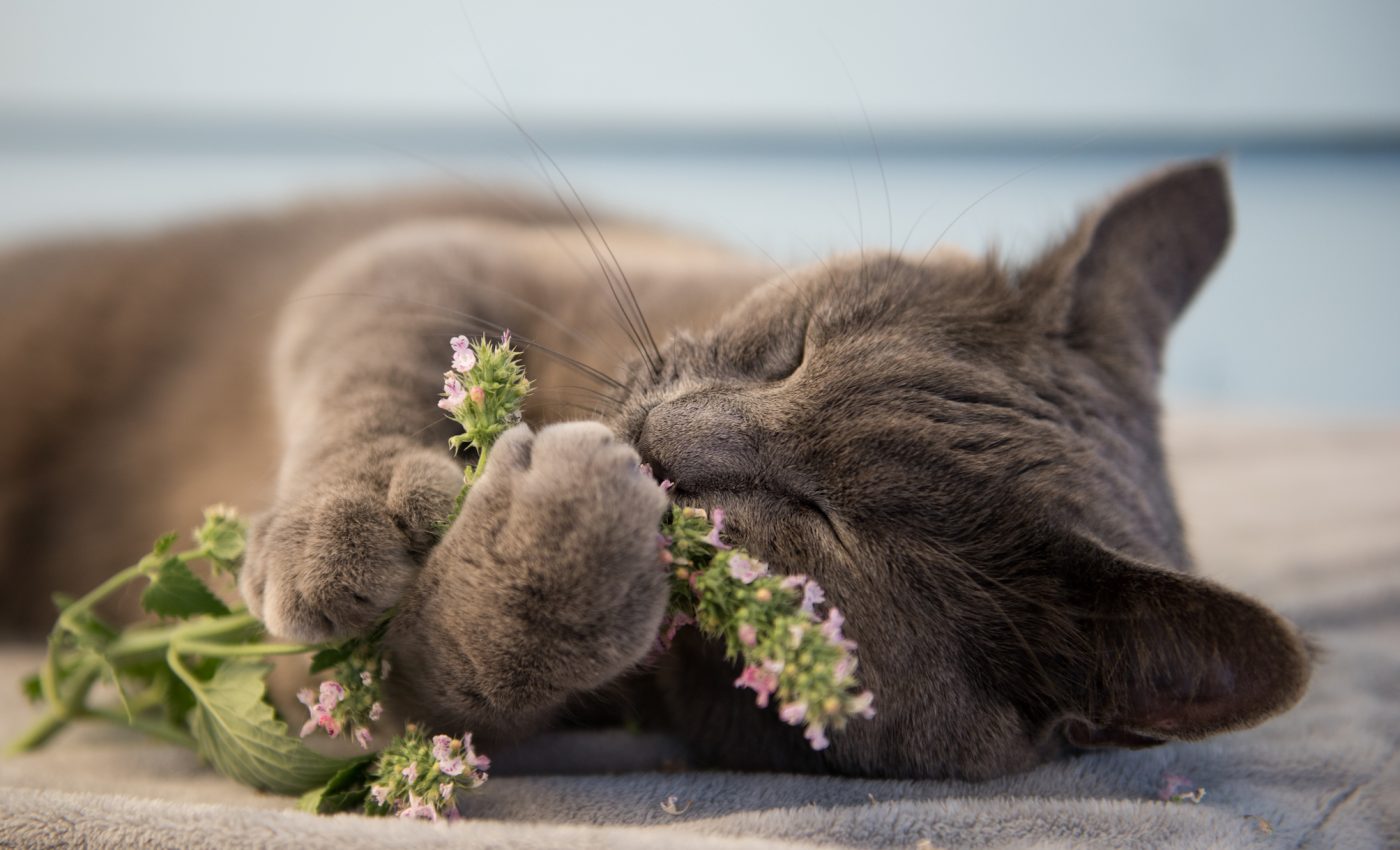 Catnip may give experts insight into cancer fighting treatments