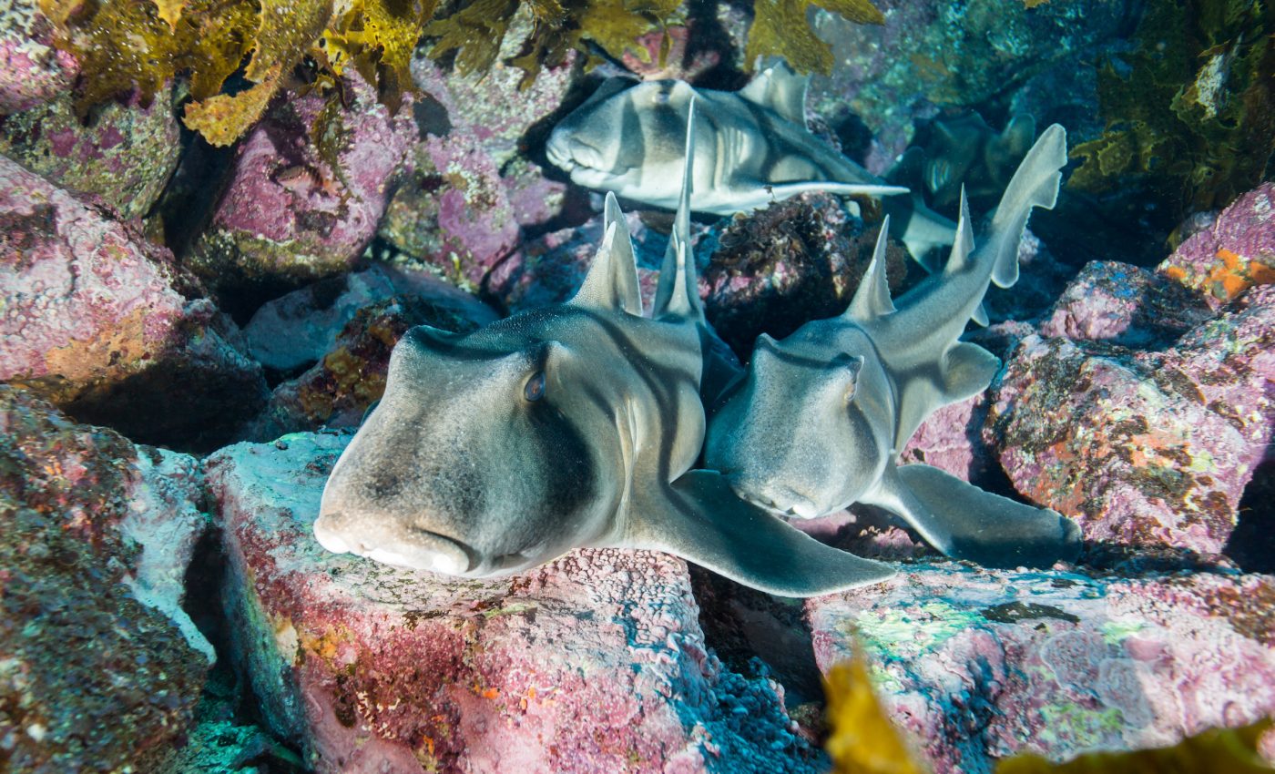 Climate change is altering the way that sharks swim