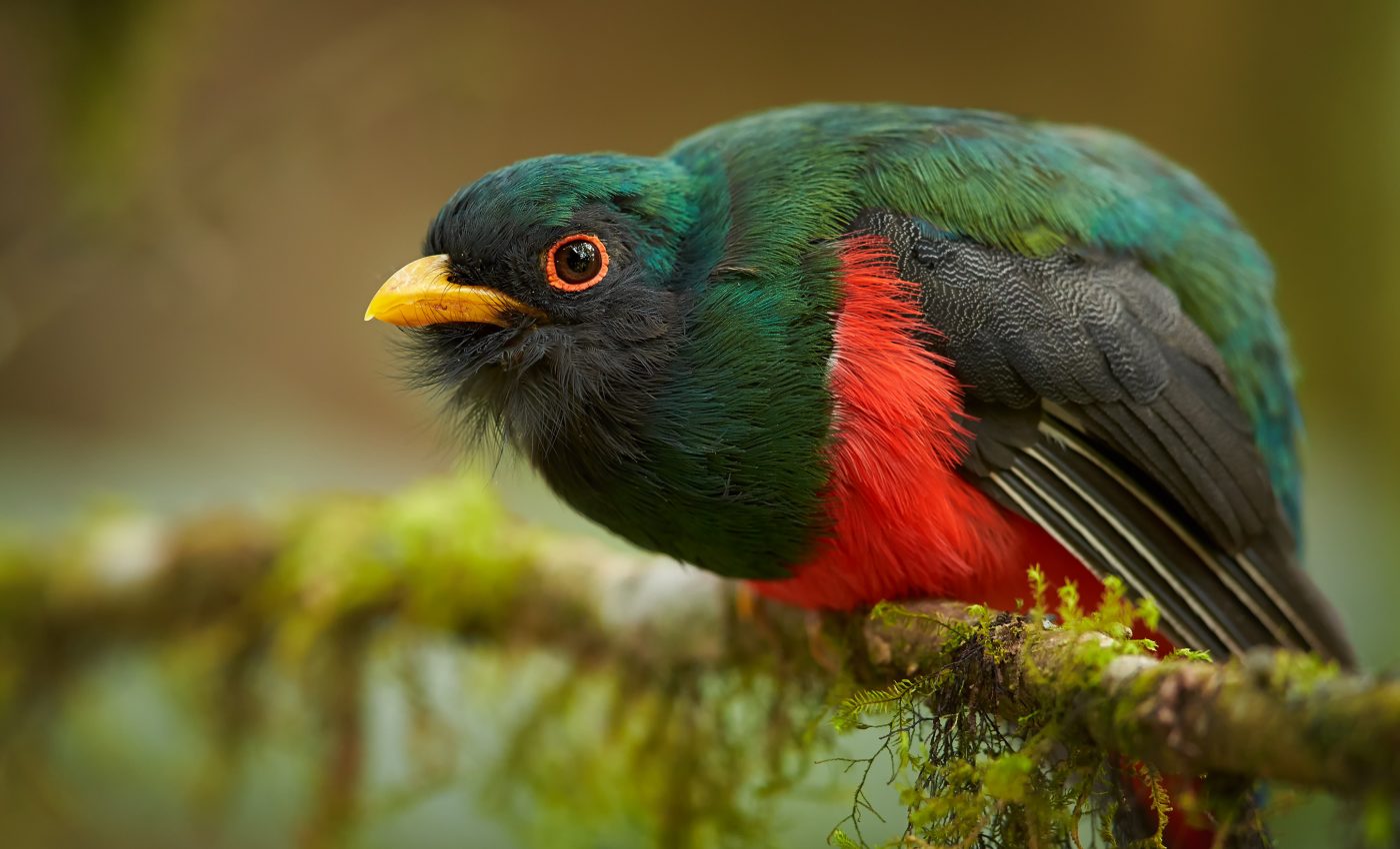 Birds got their shiny feathers after they began hiding in trees