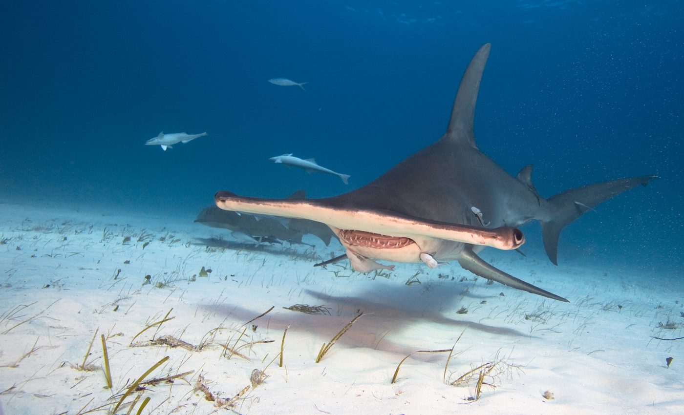 Shark populations off the Australian coast are in a 50-year decline