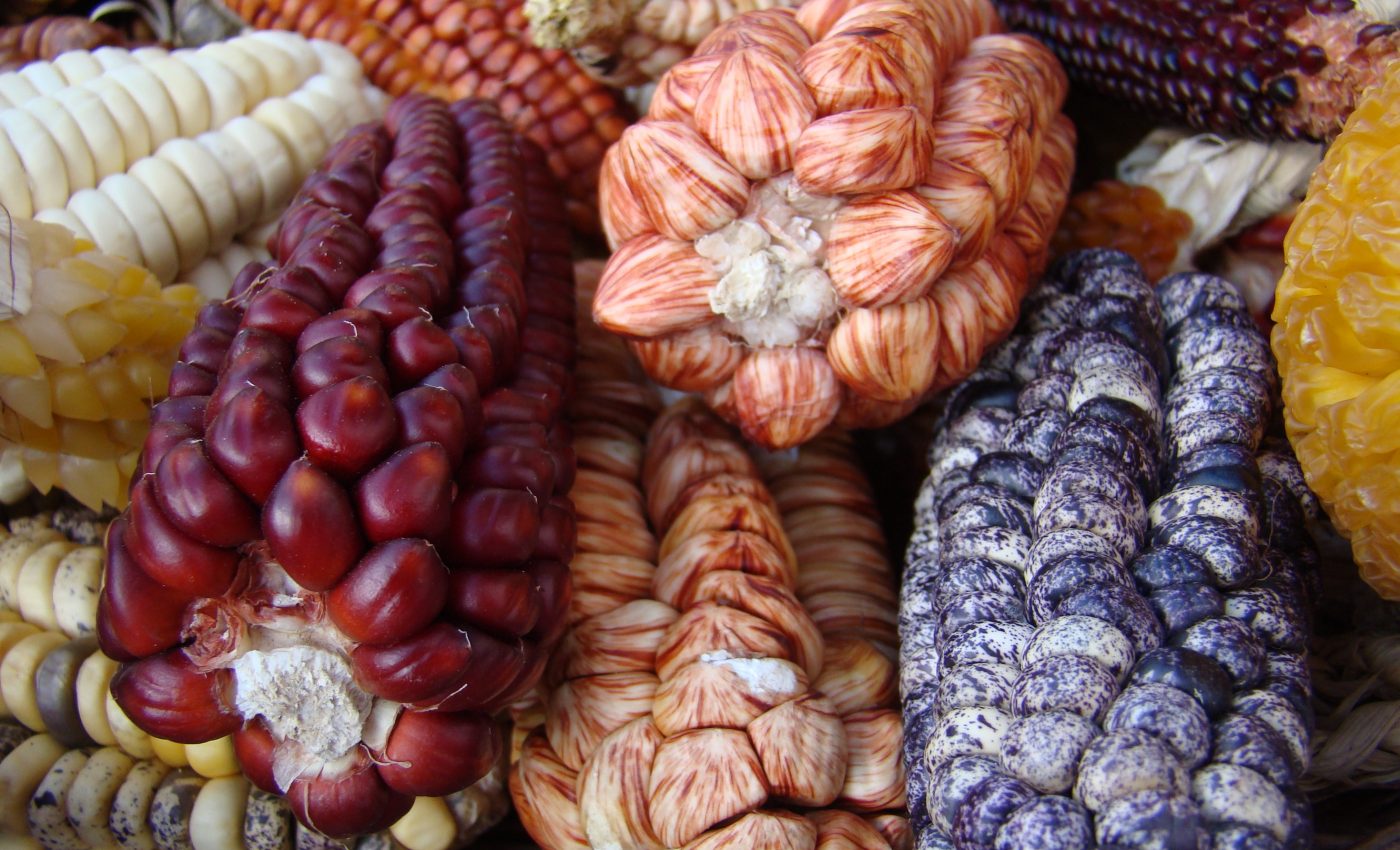 Corn was domesticated more than once in different regions