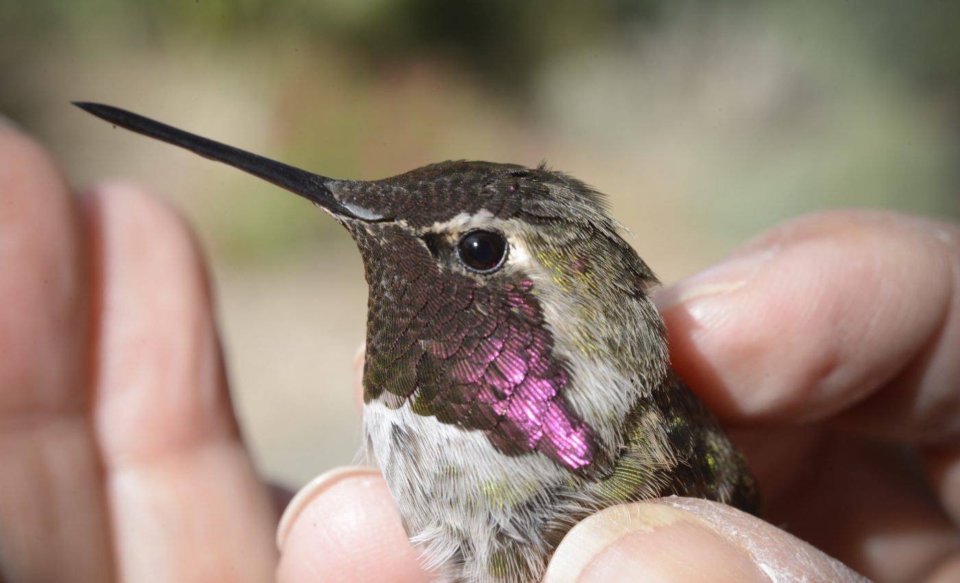 How bird feeders are changing hummingbird interactions
