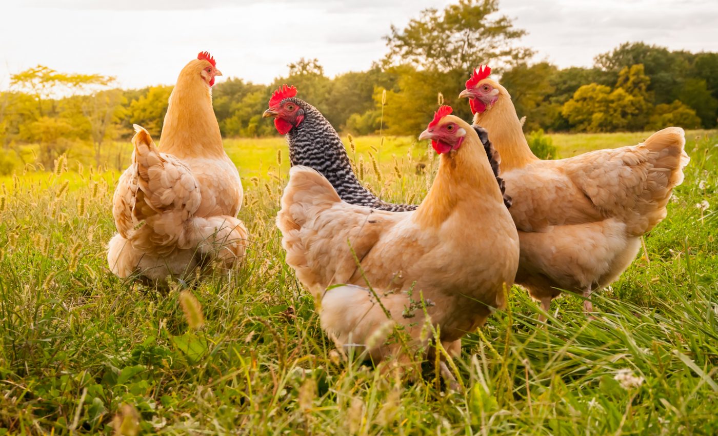 Why researchers say we are living in the age of the chicken