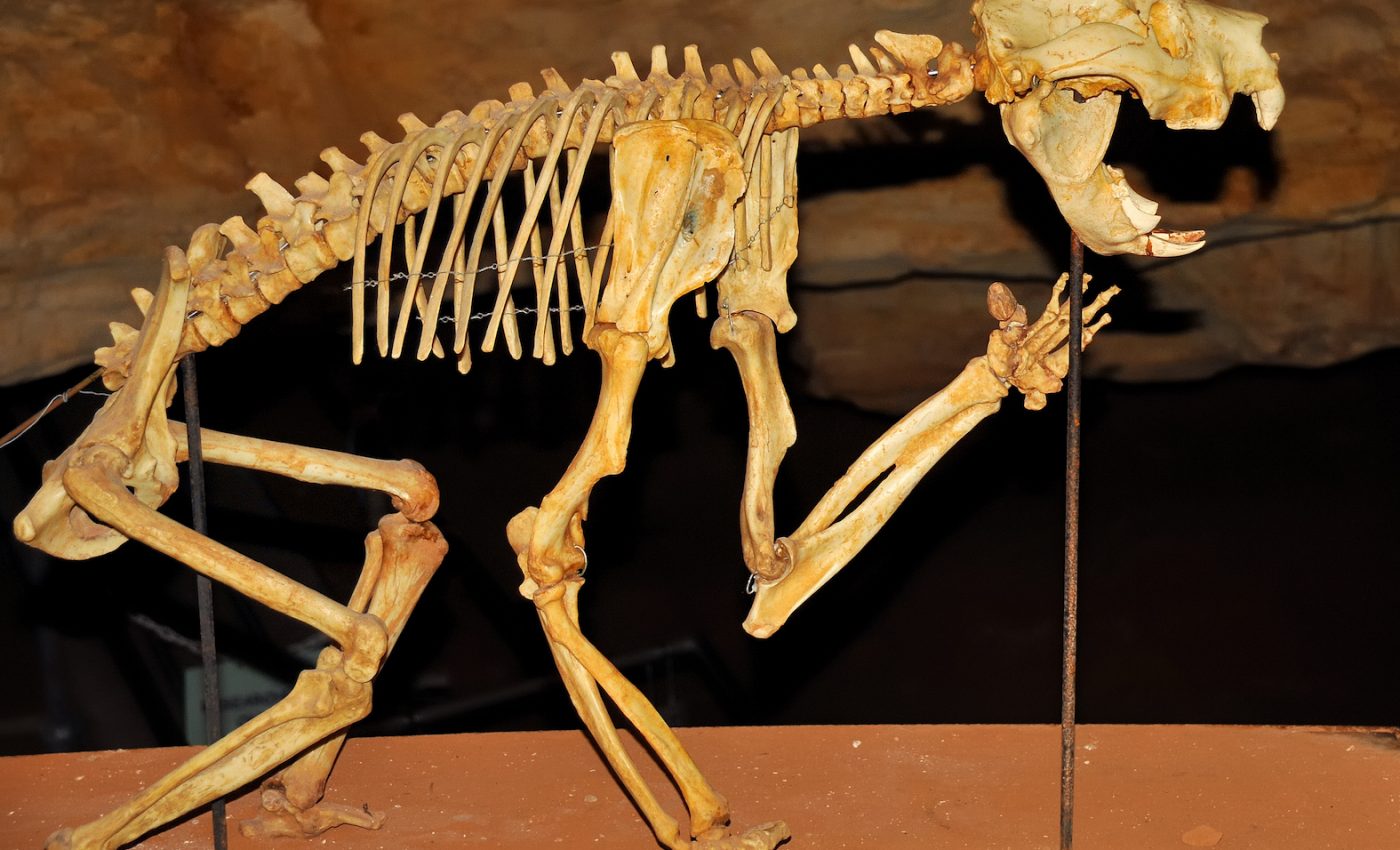 Extinct marsupial lion was unlike any modern predator