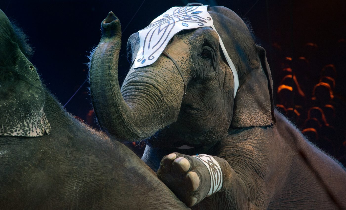 New Jersey bans wild animal traveling performances