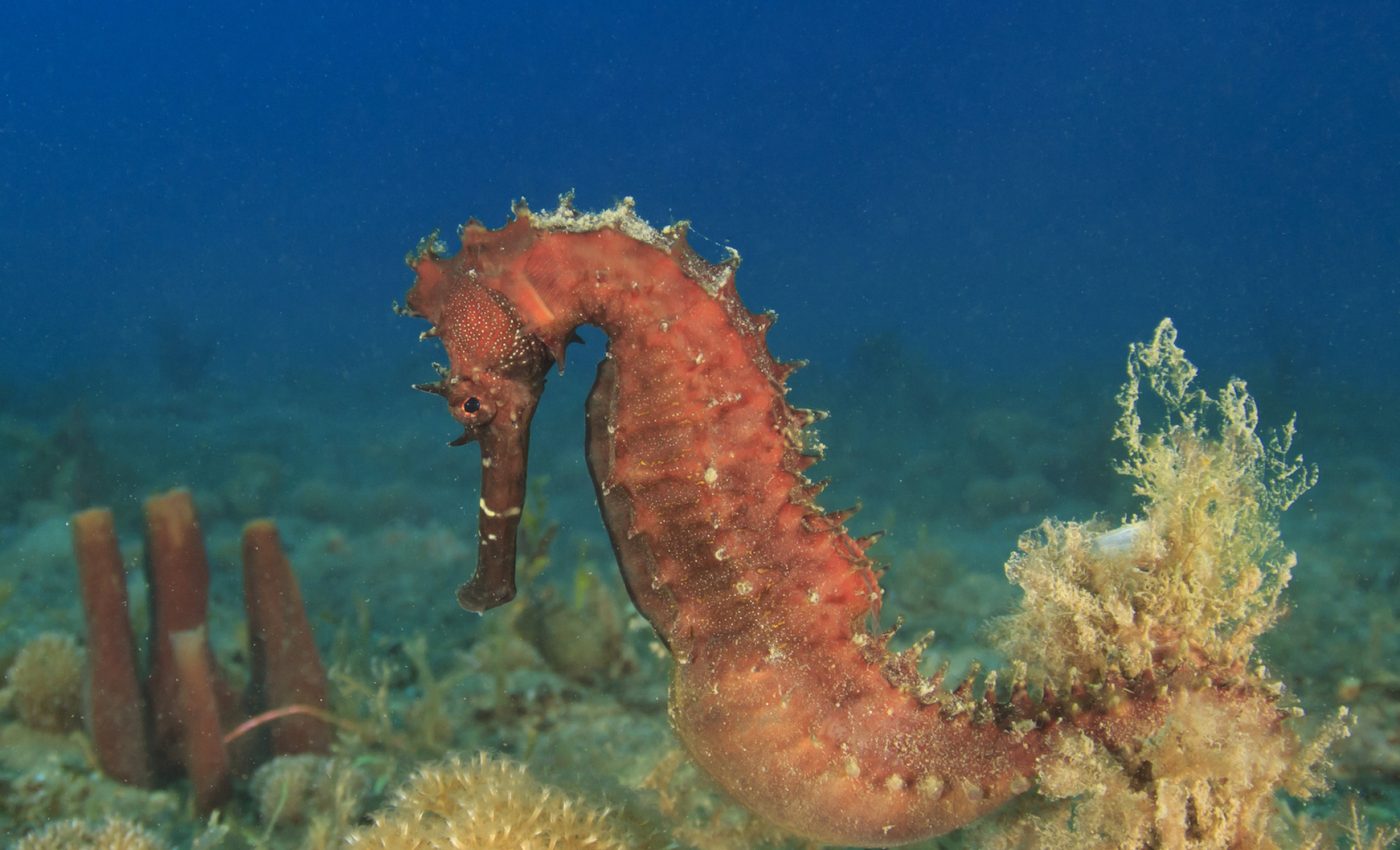 How male seahorses give birth