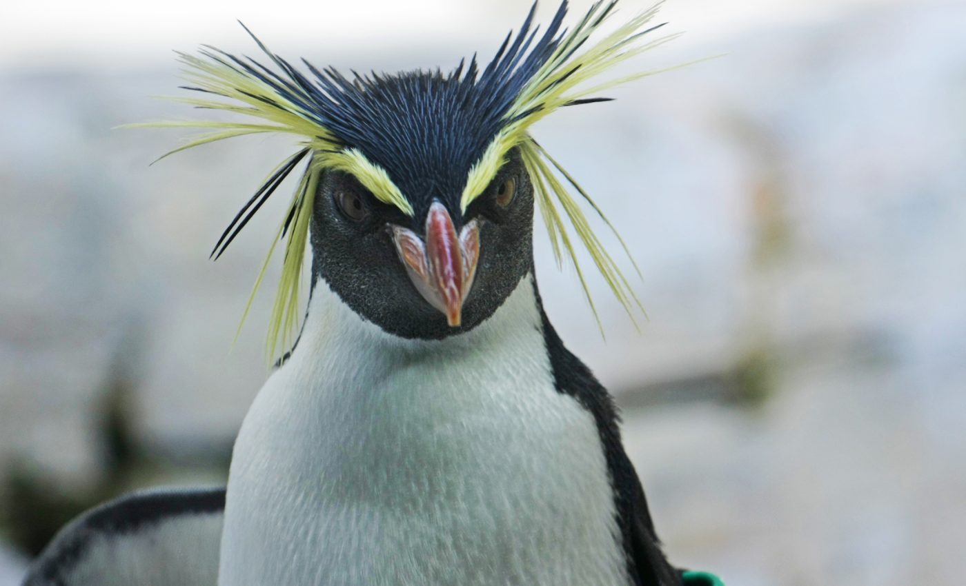 Human-linked pathogens found across Antarctica for the first time