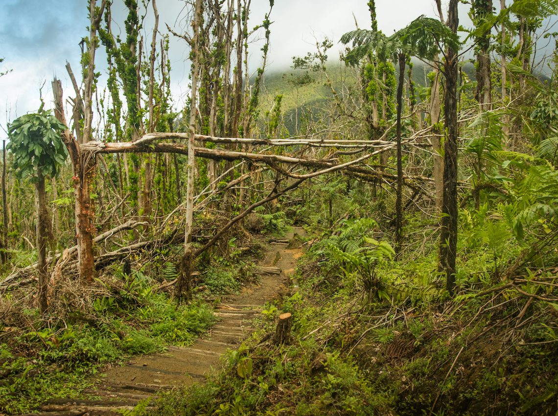Hurricane Maria research reveals how trees recover from storm damage