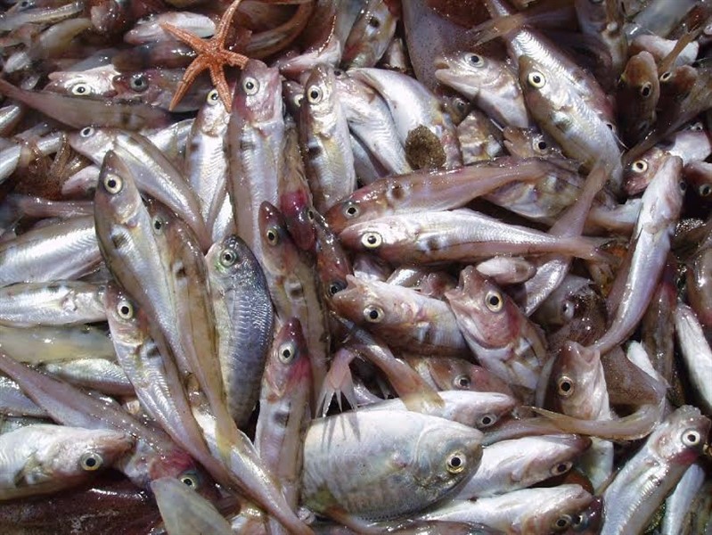 Areas with a history of overfishing are more difficult to restrict