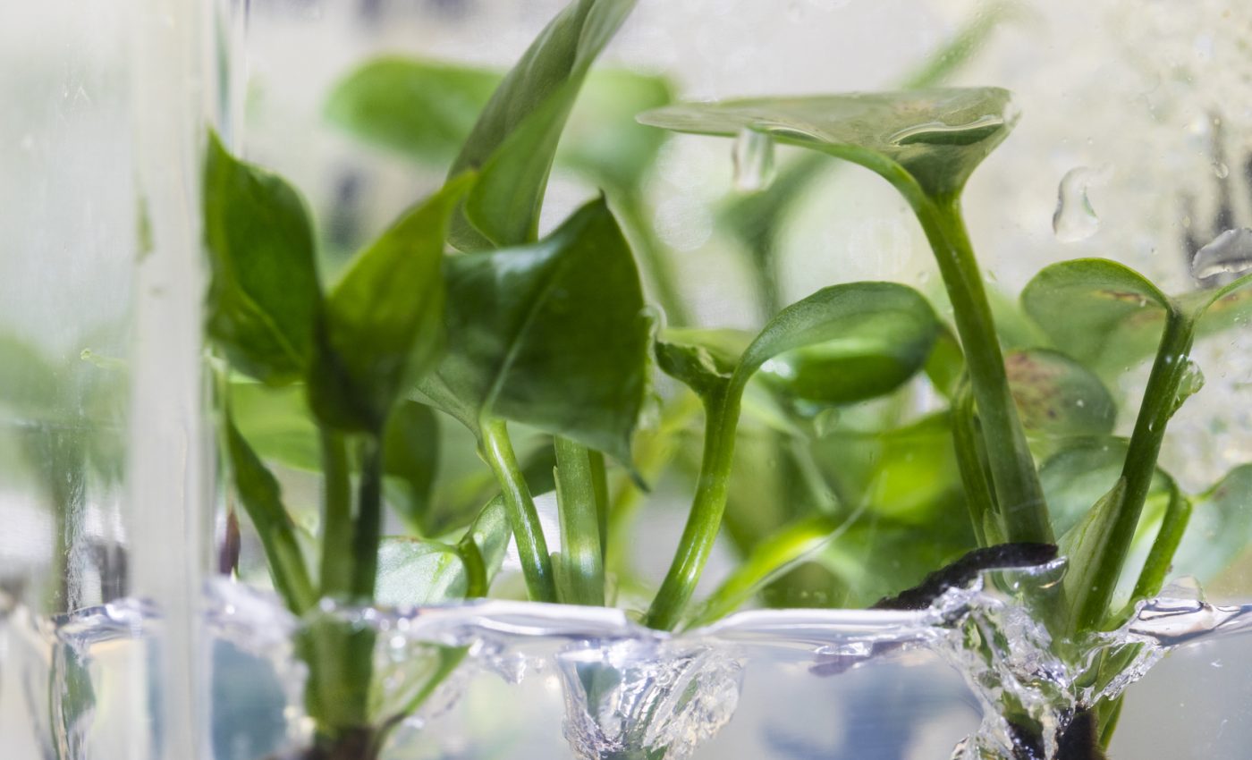 Scientists have created a plant that can detoxify your home’s air