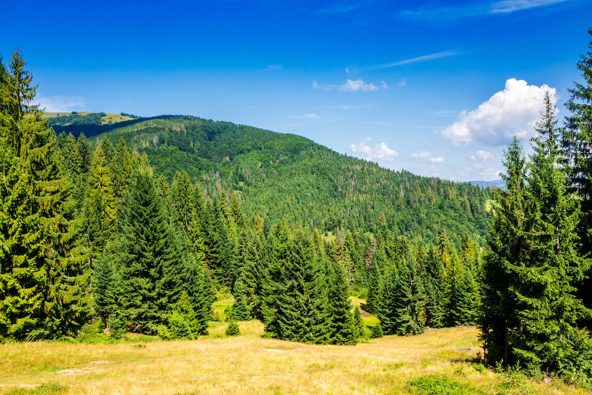 Longer growing seasons spell uncertainty for coniferous forests