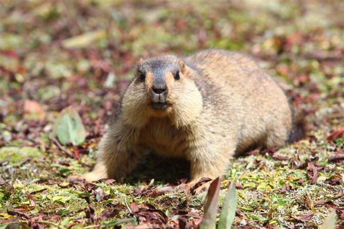 How the Himalayan marmot survives in extreme conditions