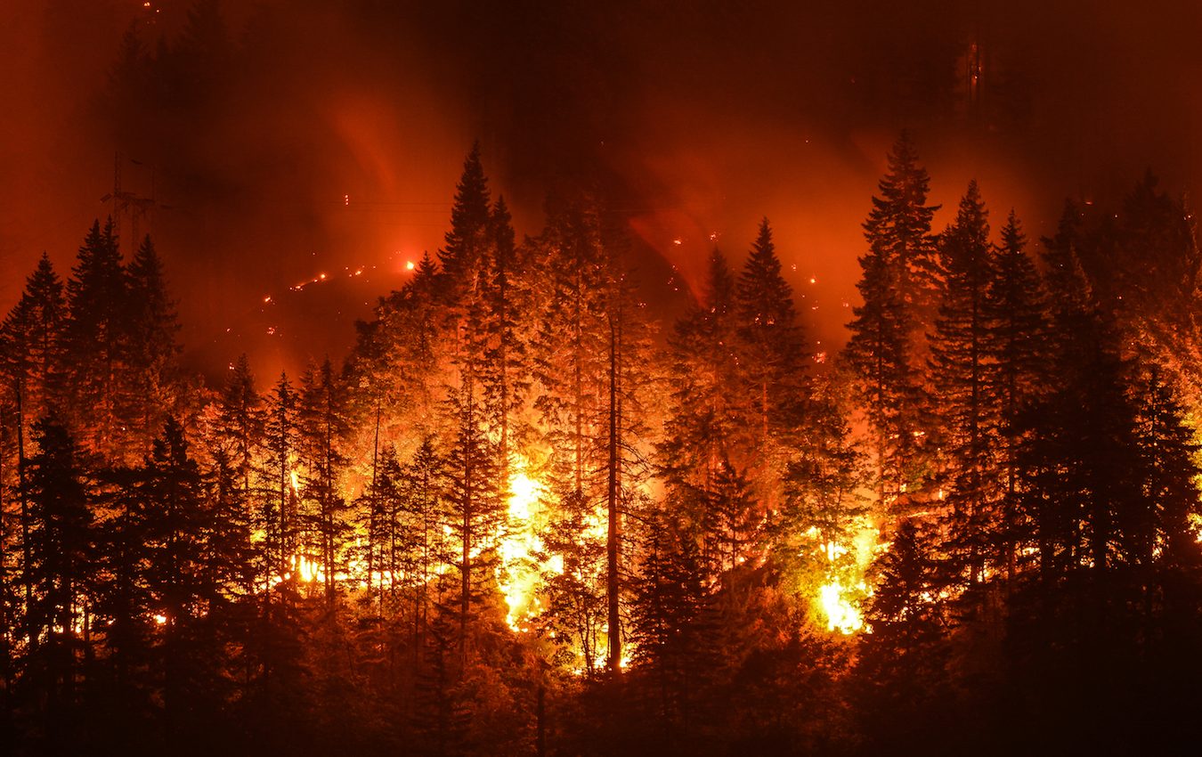 Ozone pollution from fires negatively impacts forest productivity