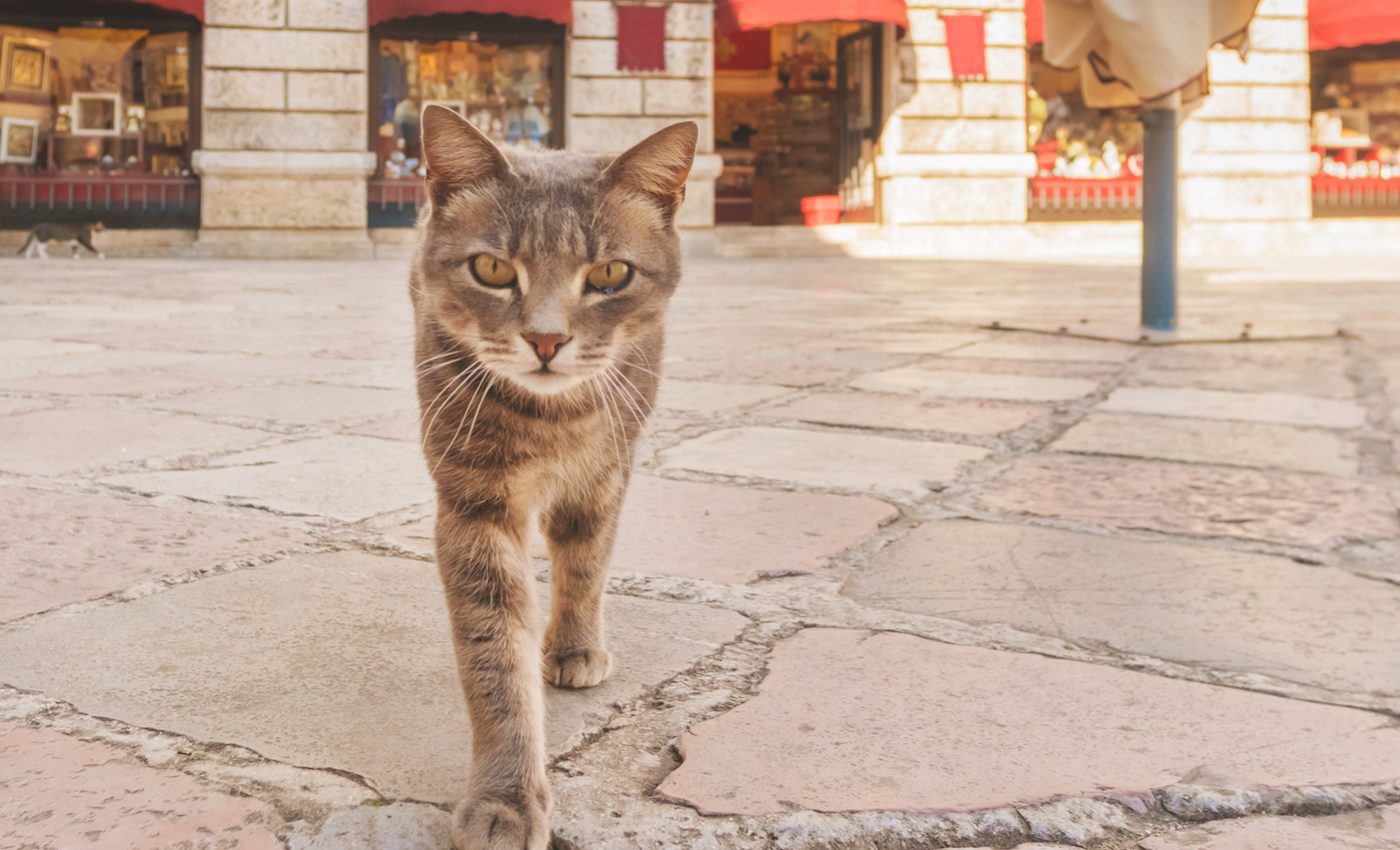 How mammals survive living in urban areas