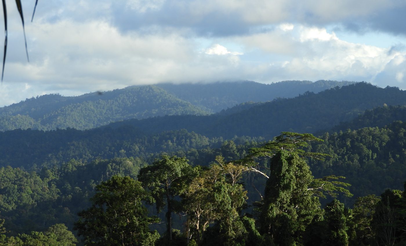 Soil composition plays a major role in tropical forest biodiversity
