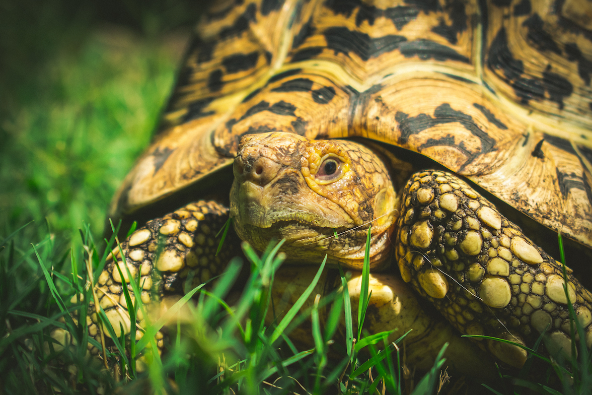 Inside the illegal trade of turtles and tortoises