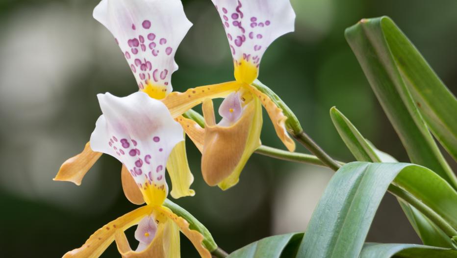 Kew Gardens reveals the top plant discoveries of 2018