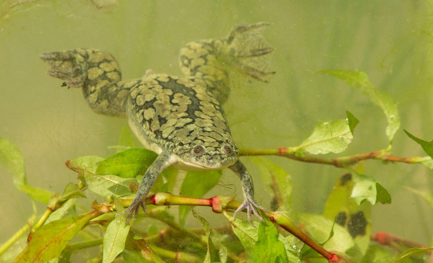 Cannibalistic frogs are threatening an endangered Cape Town species