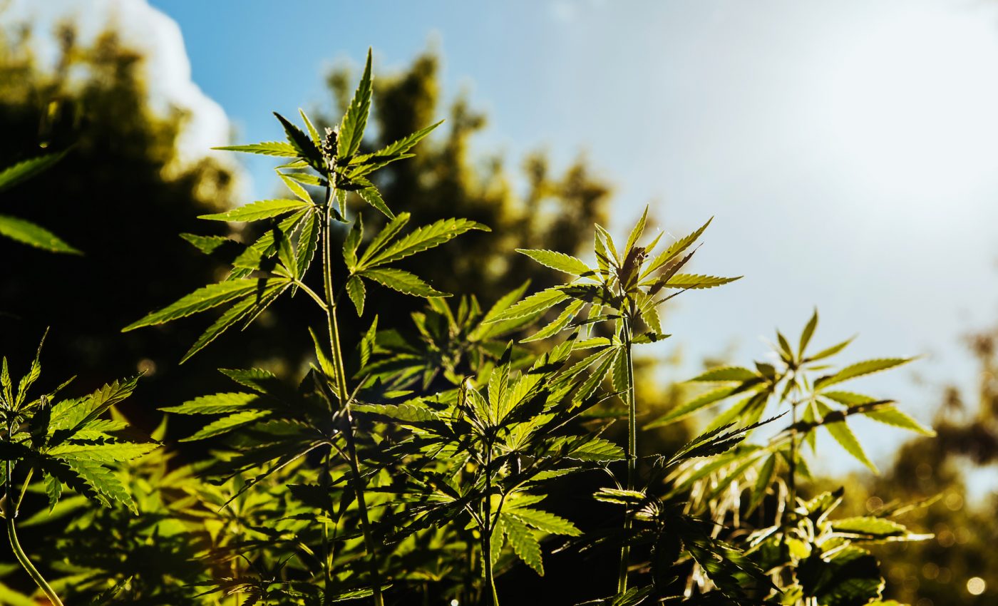 Why the legalization of hemp spells good news for American farmers
