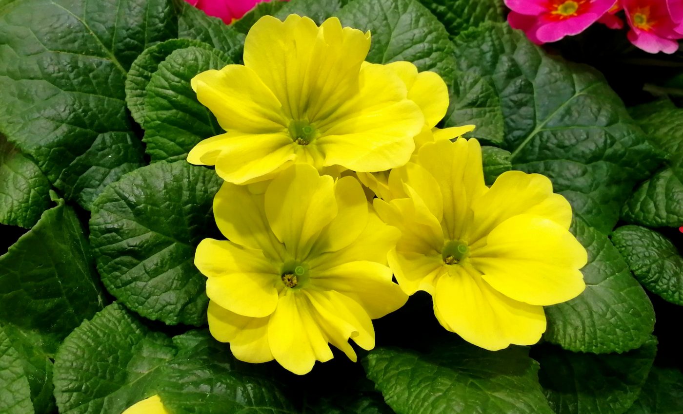 How the primrose flowers in such unique formations