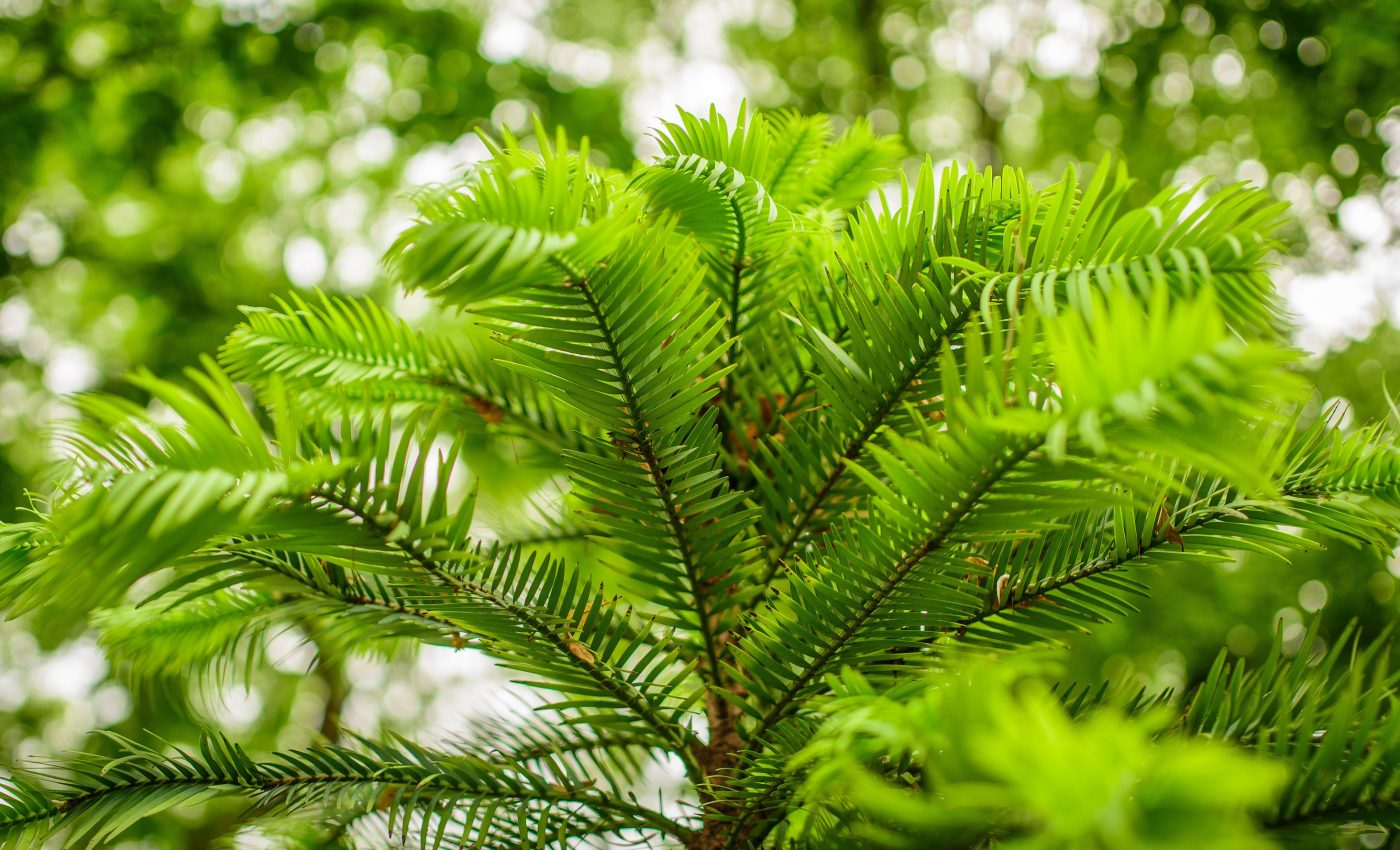 55 Australian plant species could vanish over the next decade