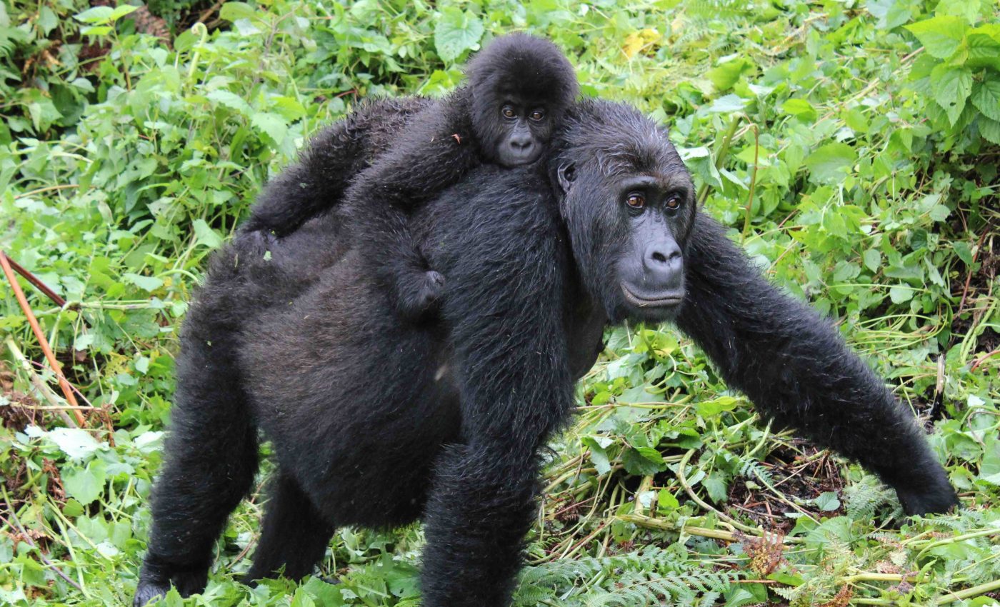 Eastern gorillas have lost genetic diversity and gained mutations
