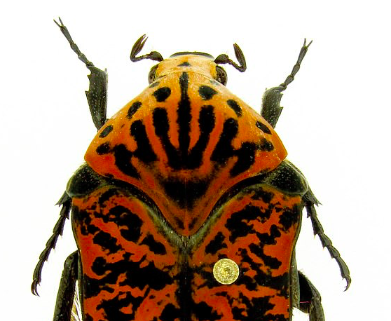 These new beetle species named after the dragons in Game of Thrones