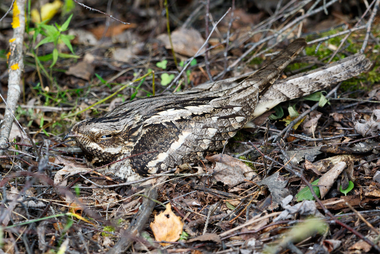 Drones can help find elusive, camouflaged nightjar nests