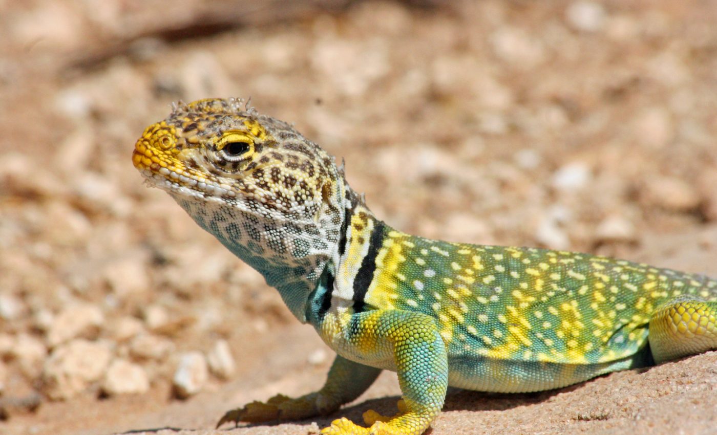 Why color-changing animals alter their appearance