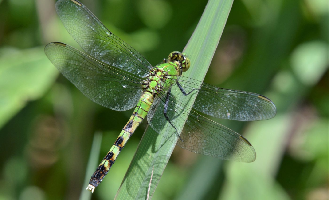 Migratory journey of the dragonfly is completed by three generations