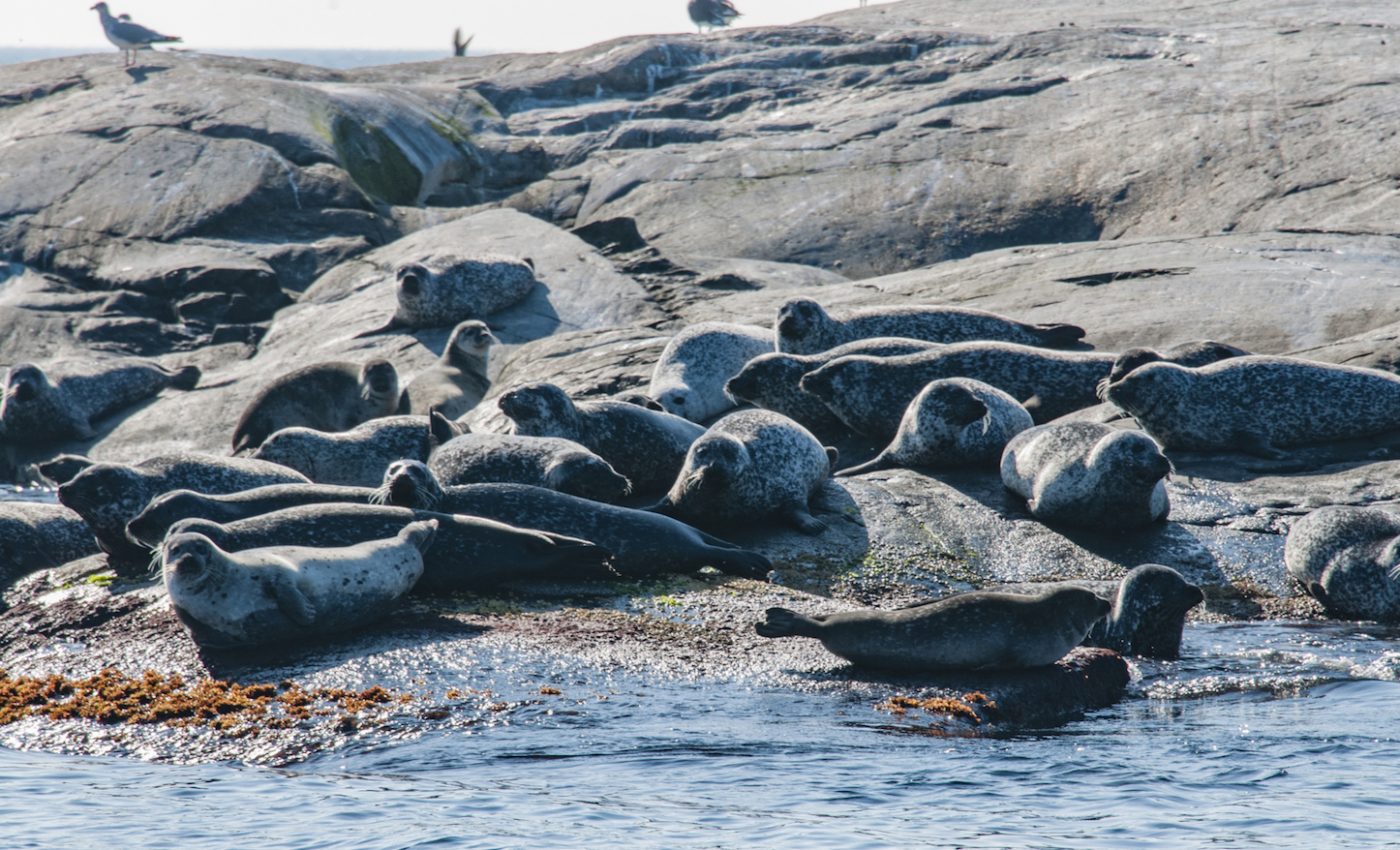 Climate change, overfishing are the real threat to Baltic Sea fish