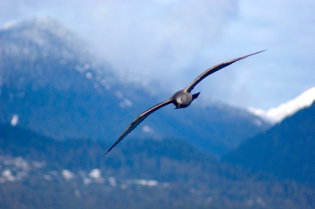 Wing technique used by gulls can help design advanced drones