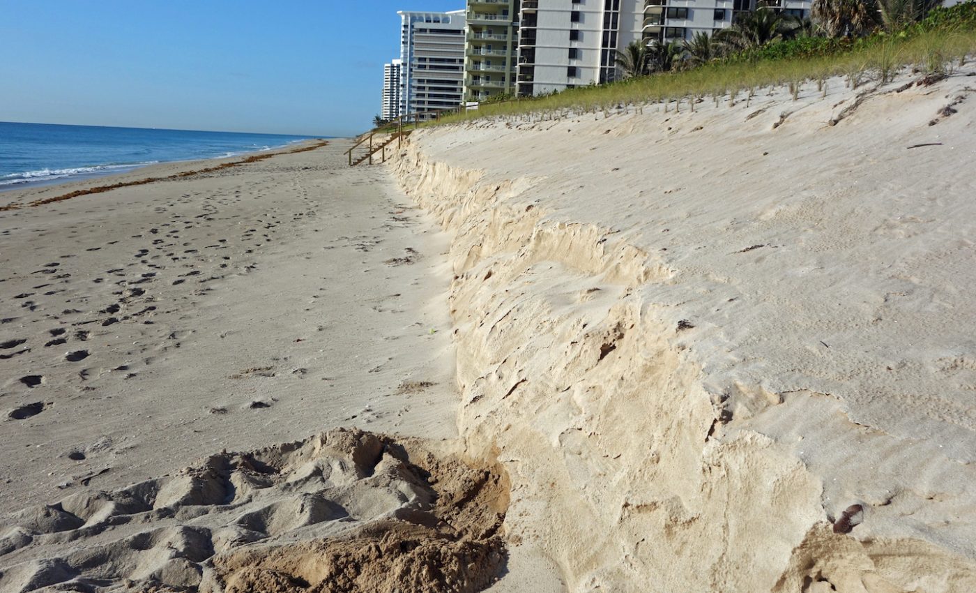 Seagrass plays an important role in preserving beaches