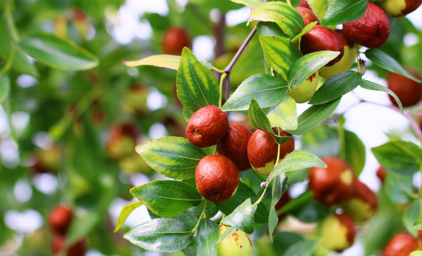 Big data can help monitor plant health and protect biodiversity