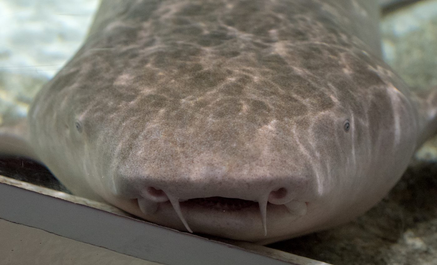 Nurse sharks migrate between uteri… and eat their siblings