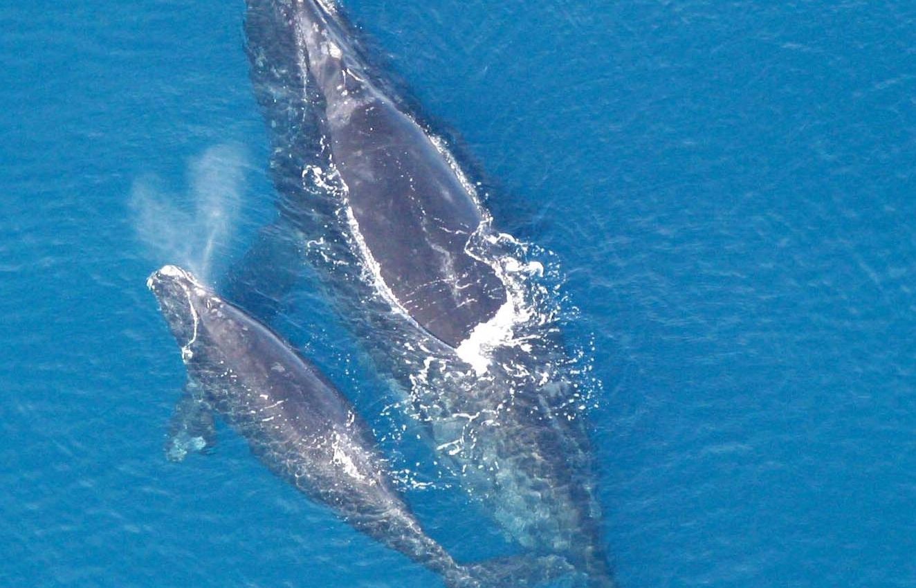 Critically endangered right whale calf spotted near Florida