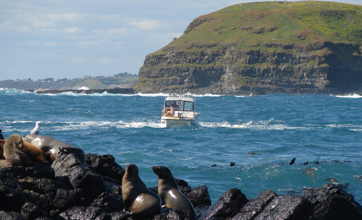 Ecotourism may be doing more harm than good for Australian seals