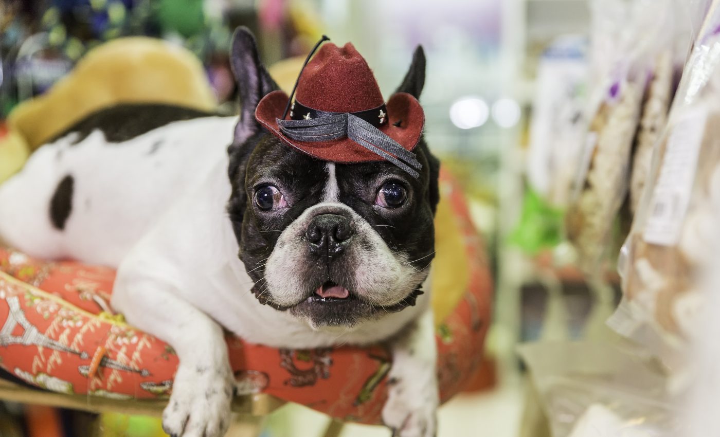 California bans pet stores from selling dogs, cats, and rabbits