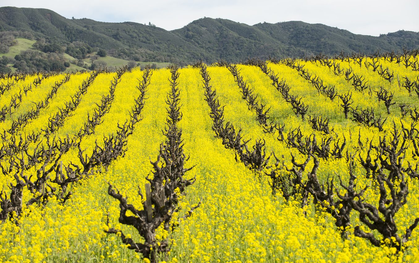 Cover crops can produce a local warming effect in the wintertime