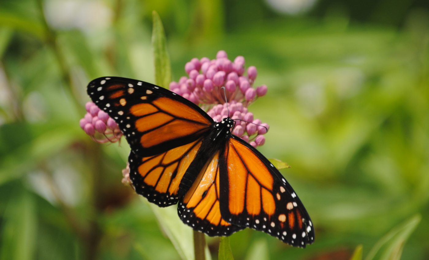 Monarch butterflies may be picking different overwintering locations